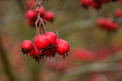 Crataegus crus-galli - hloh kuří noha - plod
